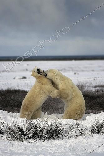 Biosphoto | 81911 | Male polar bears clashing in the toundra Canada | &copy; Gilles Martin / Biosphoto