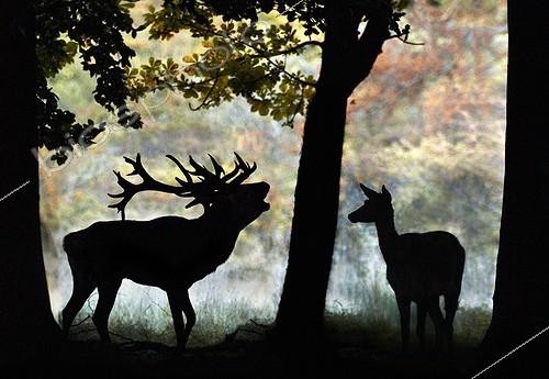 Biosphoto | 1470256 | Male red deer roaring in front of a hind in a clearing | &copy; Thierry Vezon / Biosphoto