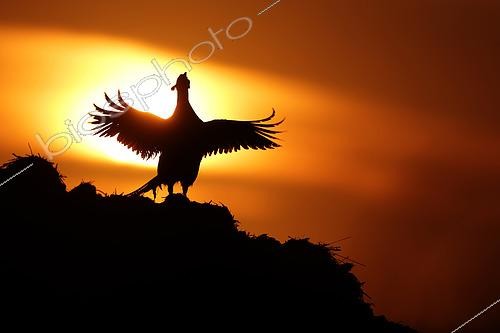 Biosphoto | 2571705 | Male Ring-necked Pheasant (Phasianus colchicus) at sunrise, calling against the light, Alsace, France | &copy; Bruno Cavignaux / Biosphoto