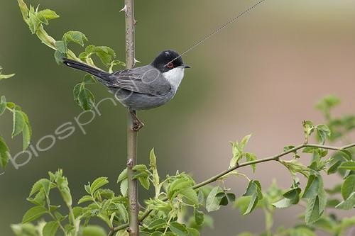 Biosphoto | 1897364 | Male Sardinian warbler (Curruca melanocephala) on a branch Spain | &copy; Eduardo Ayala-Santibañez / Biosphoto
