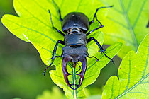 Biosphoto | 2629085 | Male stag beetle (Lucanus cervus) on an oak leaf, Lorraine, France. | &copy; Stéphane Vitzthum / Biosphoto
