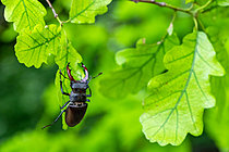 Biosphoto | 2629091 | Male stag beetle (Lucanus cervus) on an oak leaf, Lorraine, France. | &copy; Stéphane Vitzthum / Biosphoto