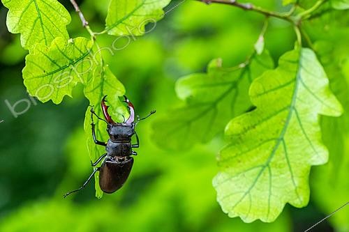 Biosphoto | 2629091 | Male stag beetle (Lucanus cervus) on an oak leaf, Lorraine, France. | &copy; Stéphane Vitzthum / Biosphoto