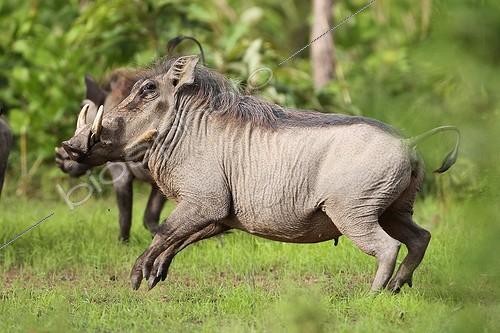 Biosphoto | 1419146 | Male Warthog racing Africa | &copy; Dominique Gest / Biosphoto
