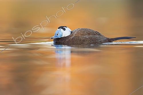 Biosphoto | 2627777 | Male White-headed Duck (Oxyura leucocephala) swimming on calm water, Rota Cádiz Spain | &copy; Pablo Barrena / Biosphoto