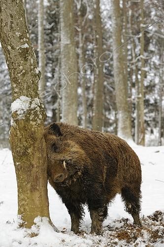 Biosphoto | 1198022 | Male Wild Boar (Sus scrofa), snow | &copy; Herbert Kehrer / imageBROKER / Biosphoto