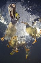 Biosphoto | 1988321 | Mallards on the surface - New Zealand | &copy; Tobias Bernhard Raff / Biosphoto