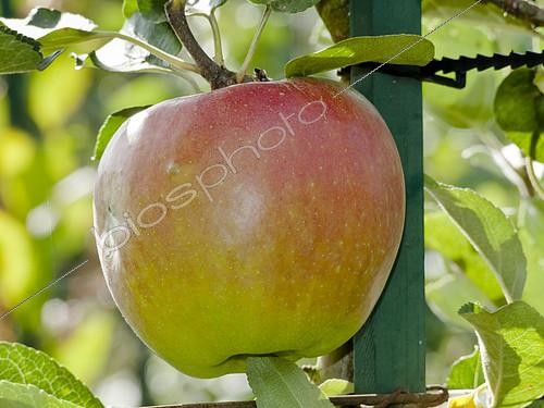 Biosphoto | 2145177 | Malus domestica 'Bouquepreuve' | &copy; Alain Kubacsi / Biosphoto