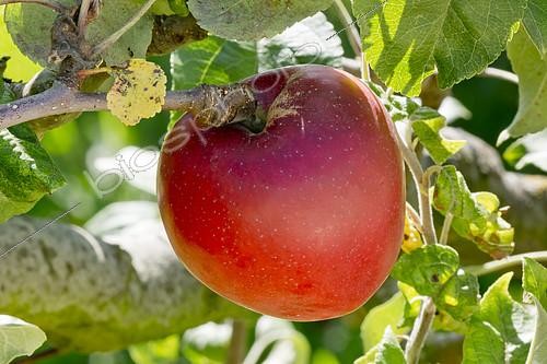 Biosphoto | 2145189 | Malus domestica 'New Jersey 46' | &copy; Alain Kubacsi / Biosphoto