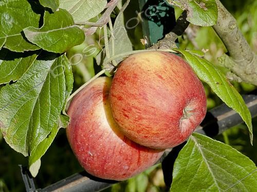Biosphoto | 2145122 | Malus domestica 'Pépin Sonnant' | &copy; Alain Kubacsi / Biosphoto