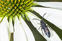Biosphoto | 2628392 | Mammoth Wasp (Megascolia maculata) on a petal of a white flower, Saint-Pierre-La-Palud, Rhône, France. | &copy; Philippe Lebeaux / Biosphoto