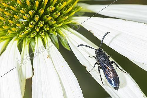 Biosphoto | 2628392 | Mammoth Wasp (Megascolia maculata) on a petal of a white flower, Saint-Pierre-La-Palud, Rhône, France. | &copy; Philippe Lebeaux / Biosphoto
