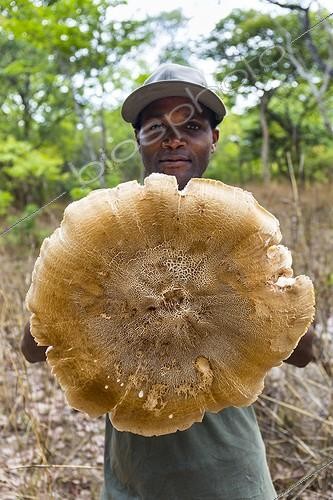Biosphoto | 1962832 | Man and mushroom - Kasanka Zambia | &copy; Juan-Carlos Muñoz / Biosphoto