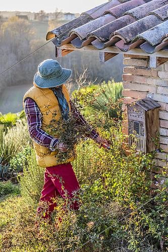 Biosphoto | 2440542 | Man cleaning a solid after the first frost: the frozen stems are removed but not cut flush. | &copy; Jean-Michel Groult / Biosphoto