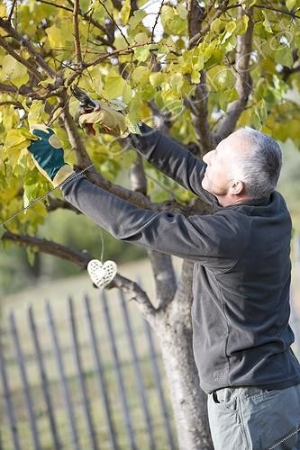 Biosphoto | 549280 | Man cutting an apricot tree in a garden in autumn | &copy; Philippe Giraud / Biosphoto