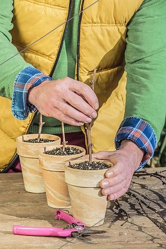 Biosphoto | 2435487 | Man cutting vine in winter: cutting with dry wood. | &copy; Jean-Michel Groult / Biosphoto