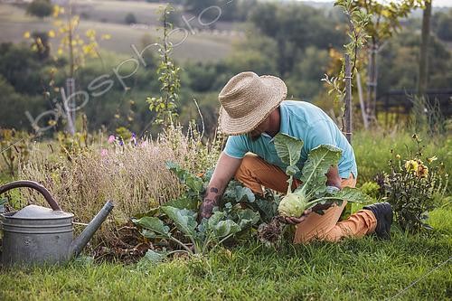 Biosphoto | 2440566 | Man harvesting a kohlrabi | &copy; Jean-Michel Groult / Biosphoto