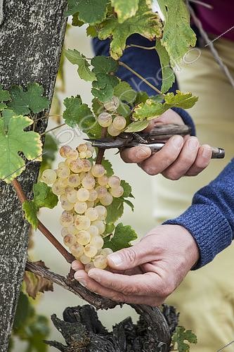 Biosphoto | 2458852 | Man harvesting Chasselas de Moissac grapes in October. | &copy; Jean-Michel Groult / Biosphoto