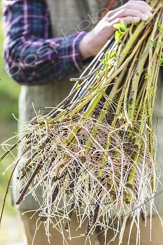 Biosphoto | 2435500 | Man holding a boot of rooted willow cuttings | &copy; Jean-Michel Groult / Biosphoto