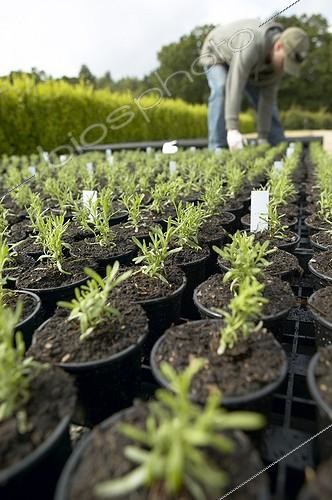 Biosphoto | 414780 | Man labelling nursery plants | &copy; Visions Pictures / Biosphoto