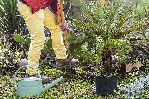 Biosphoto | 2489506 | Man planting a palm tree in autumn (atmosphere). | &copy; Jean-Michel Groult / Biosphoto