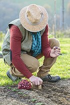 Biosphoto | 2460150 | Man planting 'Brunswick Red' onions in winter. | &copy; Jean-Michel Groult / Biosphoto