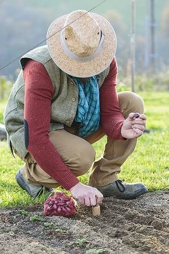 Biosphoto | 2460150 | Man planting 'Brunswick Red' onions in winter. | &copy; Jean-Michel Groult / Biosphoto