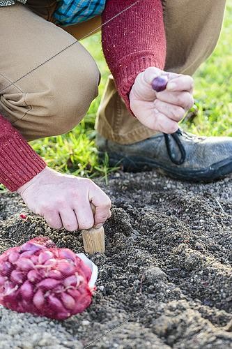 Biosphoto | 2460151 | Man planting 'Brunswick Red' onions in winter. | &copy; Jean-Michel Groult / Biosphoto
