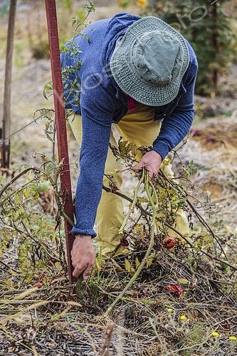 Biosphoto | 2458858 | Man pulling up a tomato plant at the end of the season. | &copy; Jean-Michel Groult / Biosphoto