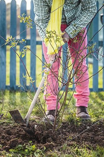 Biosphoto | 2491371 | Man weeding the base of a rose bush to keep the soil clean and make amendments. In the old-fashioned way, the cleaning of the base of the rose bushes is done in autumn-winter. | &copy; Jean-Michel Groult / Biosphoto