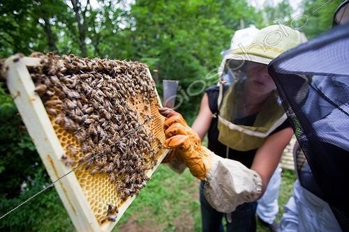 Biosphoto | 1460775 | Manipulation and observation of a Warre brood hive comb ; During a stage of beekeeping.  | &copy; Jean-Baptiste Strobel / Biosphoto
