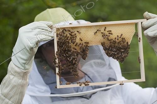Biosphoto | 1460778 | Manipulation and observation of building of Warre hive comb ; During a stage of beekeeping.  | &copy; Jean-Baptiste Strobel / Biosphoto