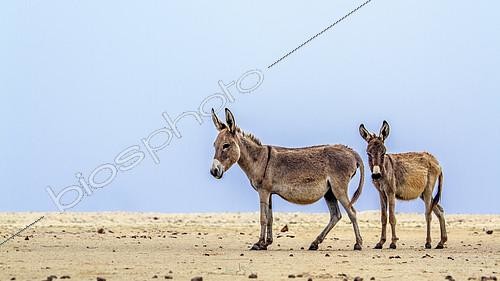 Biosphoto | 2102894 | Mannar donkeys in Kalpitiya, Sri Lanka | &copy; Patrice Correia / Biosphoto
