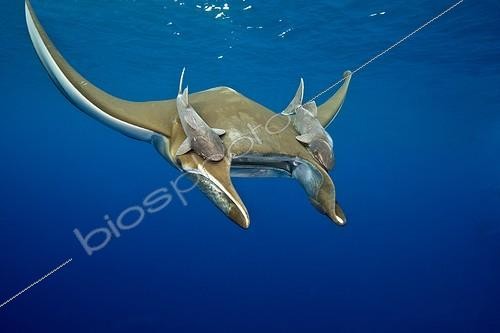 Biosphoto | 1959017 | Mante chilienne (Mobula tarapacana) et Rémoras - Açores | &copy; Gérard Soury / Biosphoto