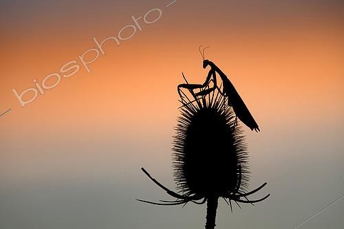 Biosphoto | 2612991 | Mante religieuse (Mantis religiosa) sur une cardère au crépuscule, Lorraine, France | &copy; Régis Cavignaux / Biosphoto