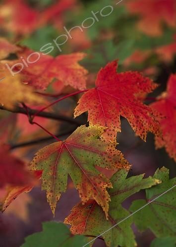 Biosphoto | 1209920 | Maple 'Automn Blaze' foliage in a garden in autumn | &copy; Gilles Le Scanff & Joëlle-Caroline Mayer / Biosphoto