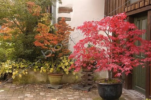 Biosphoto | 117763 | Maple of Japan in autumn in a court of garden | &copy; Claude Thouvenin / Biosphoto