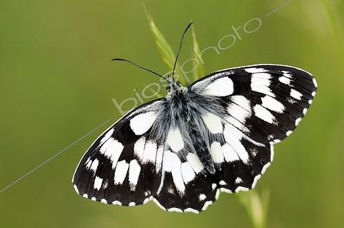 Biosphoto | 1162213 | Marbled White butterfly warms in the sun on a mesa France | &copy; Roger Dauriac / Biosphoto