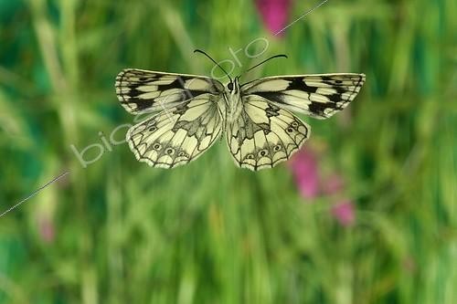 Biosphoto | 92717 | Marbled White in flight in June France | &copy; Joël Héras / Biosphoto