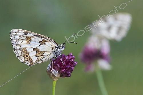 Biosphoto | 1921346 | Marbled White on Garlic flower  - Serra do Courel Spain | &copy; Siro Moya / Biosphoto