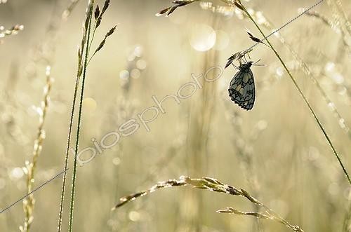 Biosphoto | 1362852 | Marbled White on grass Prairies du Fouzon France  | &copy; Bruno Guénard / Biosphoto
