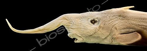 Biosphoto | 2620135 | Marine fauna; Collection of IFREMER; Brest, Brittany, France. | &copy; Gilles Martin / IFREMER / Biosphoto