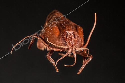 Biosphoto | 2620137 | Marine fauna, Collection of IFREMER, Brest, Bretagne, France | &copy; Gilles Martin / IFREMER / Biosphoto