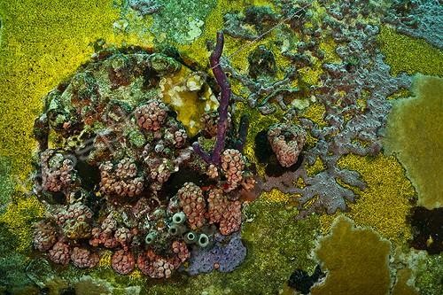 Biosphoto | 1934285 | Marine life on Aquarius - Aquarius Reef Base Florida | &copy; Christoph Gerigk / Biosphoto