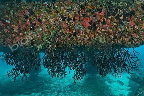 Biosphoto | 1934277 | Marine life under Aquarius -  Aquarius Reef Base Florida | &copy; Christoph Gerigk / Biosphoto