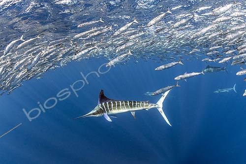 Biosphoto | 2615565 | Marlin rayé (Kajikia audax) chassant un banc-appâts de sardines (Sardinops sagax), baie de Magdalena, côte ouest de la péninsule de Baja California, océan Pacifique, Mexique. | &copy; Franco Banfi / Biosphoto