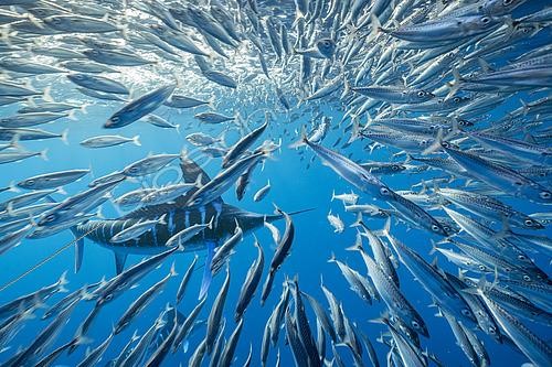 Biosphoto | 2498972 | Marlin rayé (Kajikia audax) chassant un banc de Sardines du Pacifique (Sardinops sagax), baie de Magdalena, côte ouest de la péninsule de Basse Californie, océan Pacifique, Mexique | &copy; Franco Banfi / Biosphoto