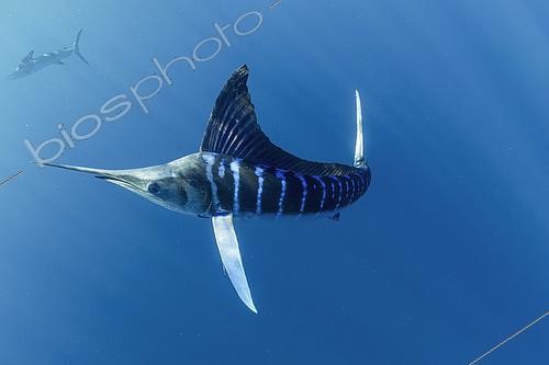 Biosphoto | 2615589 | Marlin rayé (Kajikia audax) se nourrissant d'un banc-appâts de sardines (Sardinops sagax), baie de Magdalena, côte ouest de la péninsule de Baja California, océan Pacifique, Mexique. | &copy; Franco Banfi / Biosphoto