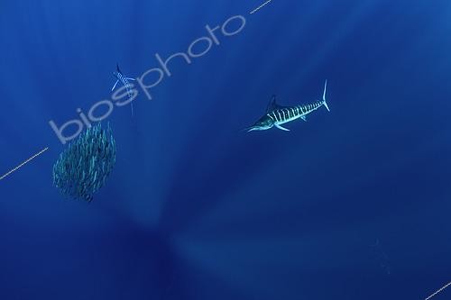 Biosphoto | 2615574 | Marlins rayés (Kajikia audax) chassant un banc-appâts de sardines (Sardinops sagax), baie de Magdalena, côte ouest de la péninsule de Baja California, océan Pacifique, Mexique. | &copy; Franco Banfi / Biosphoto