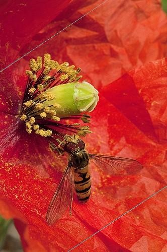 Biosphoto | 2040803 | Marmalade fly gathering nectar on Poppy flower - France | &copy; Monique Berger / Biosphoto